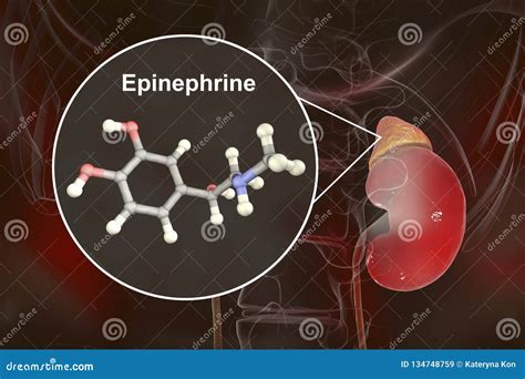 adrenal gland epinephrine